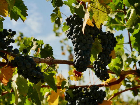 Victory Point Wines - Holiday Sunshine Coast 2