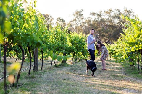 Indigo Vineyard - Sunshine Coast Tourism 2