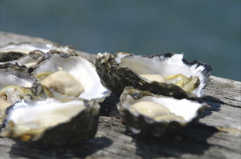 Jim Wild's Oyster Service - Sunshine Coast Tourism 0