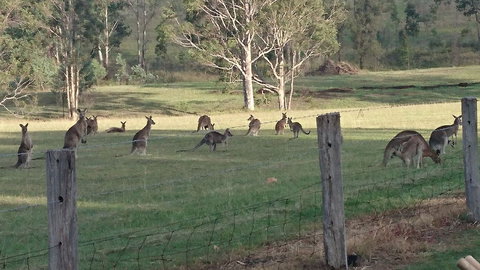 Mistletoe Winery - Holiday Sunshine Coast 1