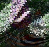 The Macaron Merchant - Sunshine Coast Tourism