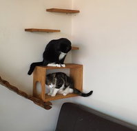 Hobart Cat Cafe - Holiday Sunshine Coast