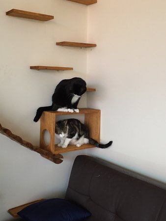 Hobart Cat Cafe - Holiday Sunshine Coast 0