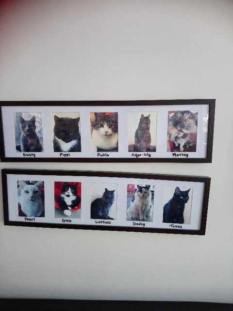 Hobart Cat Cafe - Holiday Sunshine Coast 2