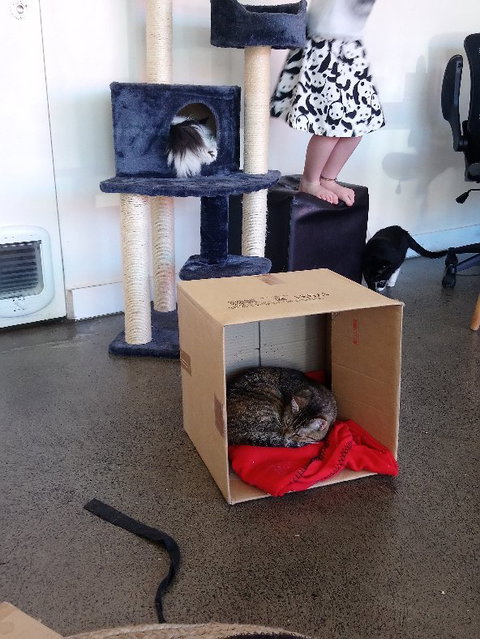 Hobart Cat Cafe - Holiday Sunshine Coast 3