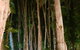 Paperbark Restaurant - thumb 5