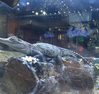 Tims Surf n Turf - Sunshine Coast Tourism