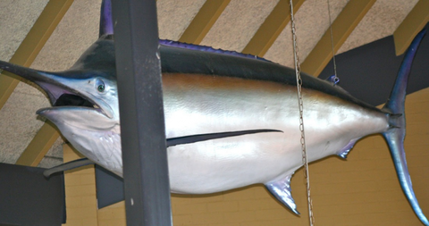 Crescent Head Tavern - Holiday Sunshine Coast 2