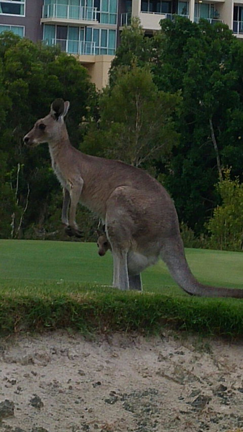 T On Course - Holiday Sunshine Coast 3