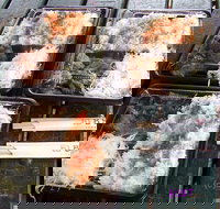 Bento Box Mortys - Sunshine Coast Tourism