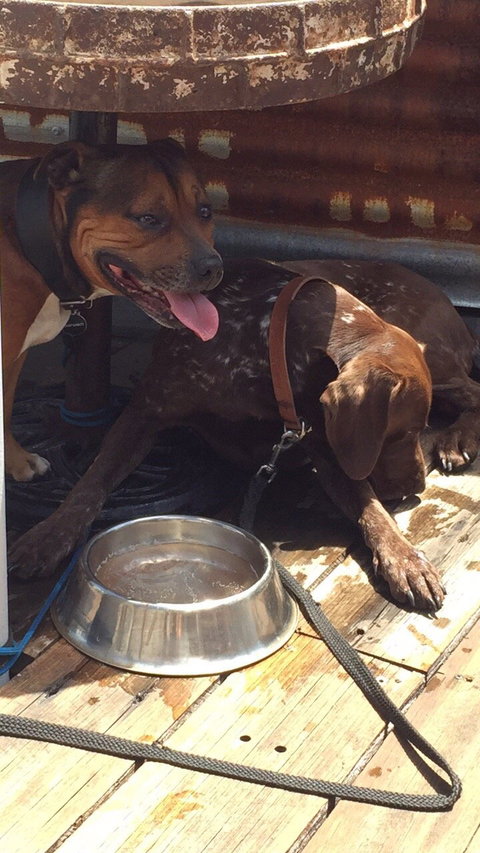 La Barista Cafe - Sunshine Coast Tourism 3