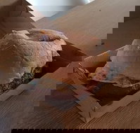 Toastee - Sunshine Coast Tourism