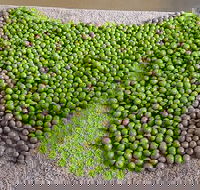 Wattle Hill Olives - Sunshine Coast Tourism