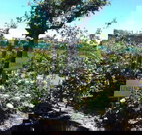 Roworth Rose Nursery - Sunshine Coast Tourism