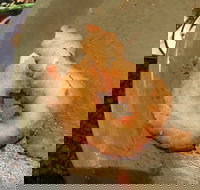 Chips 'R Us - Sunshine Coast Tourism