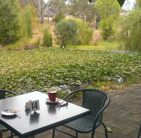 Avocados - Sunshine Coast Tourism 0