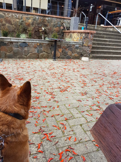 Avocados - Sunshine Coast Tourism 4