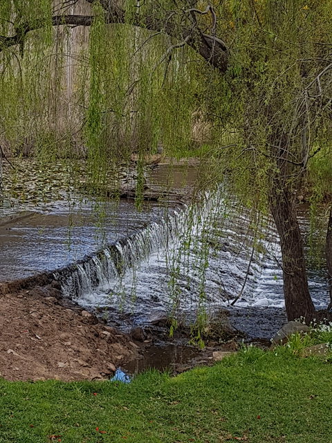 Avocados - Sunshine Coast Tourism 6