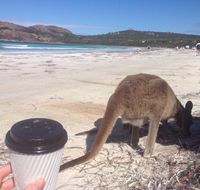 Lucky Bean - Sunshine Coast Tourism