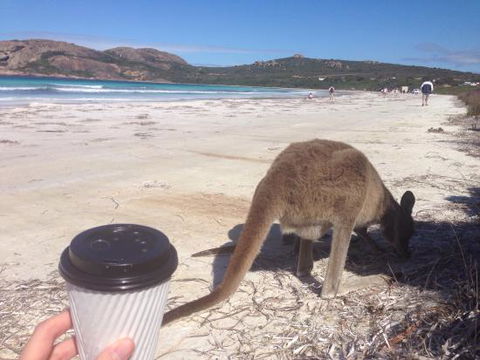 Lucky Bean - Sunshine Coast Tourism 0