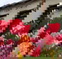 Tiny Tea Shop - Holiday Sunshine Coast