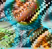 Black Bird - Sunshine Coast Tourism