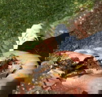 Apex Bakery - Sunshine Coast Tourism