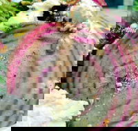 Thunderbird Kitchen - Sunshine Coast Tourism