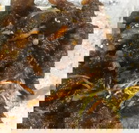 Diamond Chinese Take Away Foods - Sunshine Coast Tourism