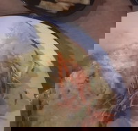 Mount Isa Irish Club - Sunshine Coast Tourism