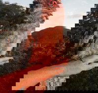 Cafe Anywhere - Sunshine Coast Tourism