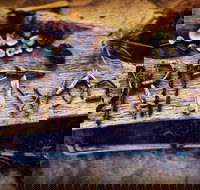 Driftwood Cafe - Sunshine Coast Tourism