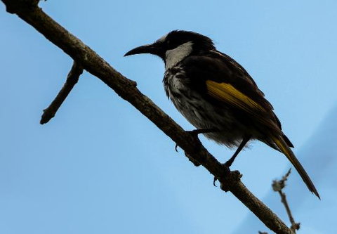 Ivy Cottage - Holiday Sunshine Coast 0