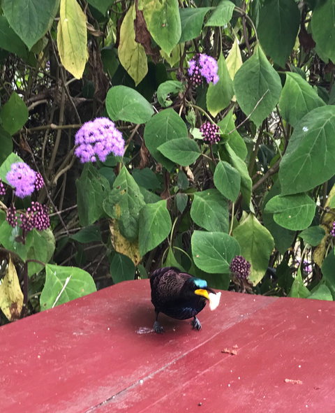 Ivy Cottage - Holiday Sunshine Coast 1