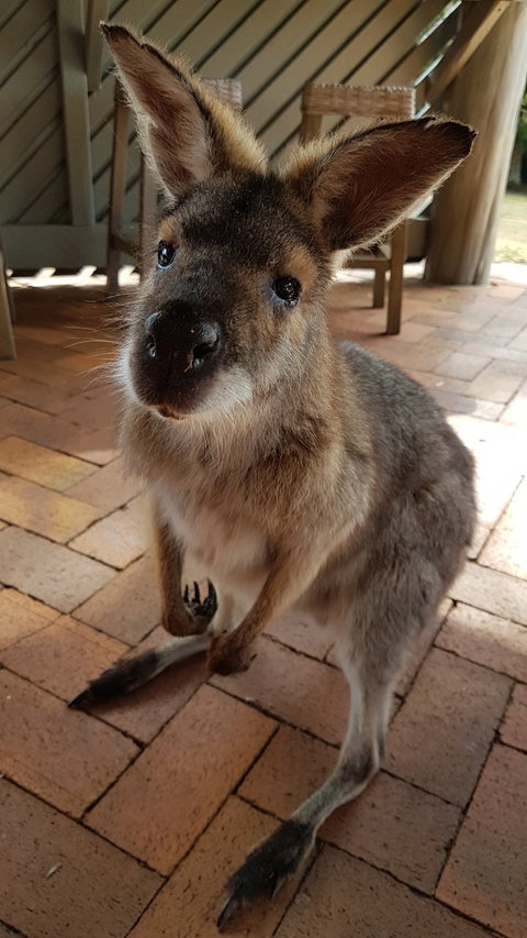 Poppies Cafe - Sunshine Coast Tourism 2