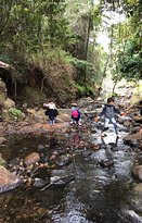 Rainforest - Sunshine Coast Tourism 4