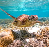 Heron Island Resort - Holiday Sunshine Coast