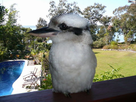 Yarrandabbi Dreaming Boutique B&B - Sunshine Coast Tourism 2