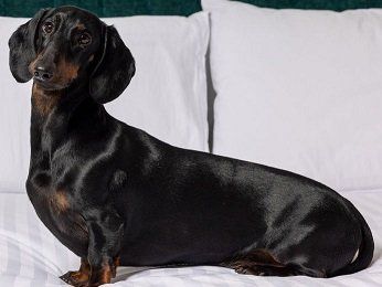 The Sebel Canberra Civic Hotel - Sunshine Coast Tourism 14