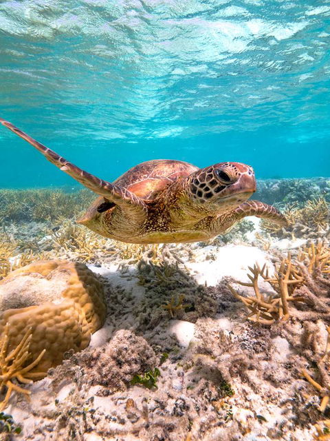 Heron Island Resort - Holiday Sunshine Coast 0