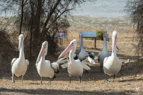 Mercure Kangaroo Island Lodge - Holiday Sunshine Coast 15