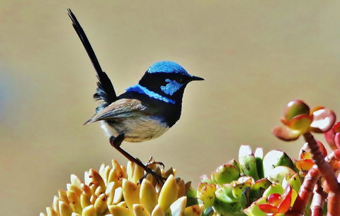 Mercure Kangaroo Island Lodge - Holiday Sunshine Coast 39