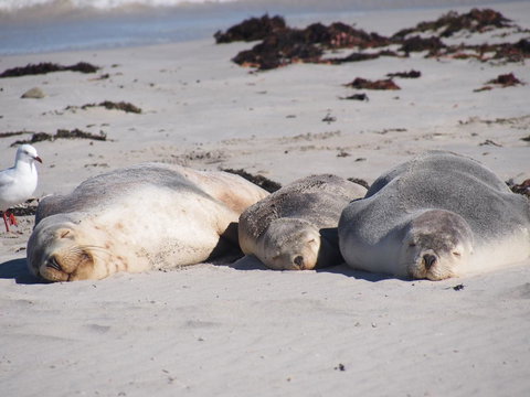 Mercure Kangaroo Island Lodge - Holiday Sunshine Coast 43