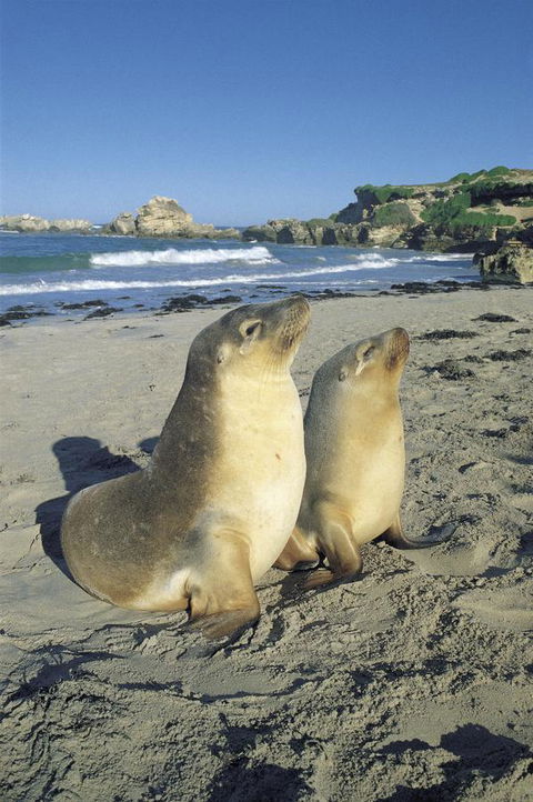 Kangaroo Island Seafront - Holiday Sunshine Coast 40