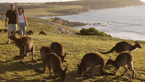 Kangaroo Island Seafront - Holiday Sunshine Coast 13