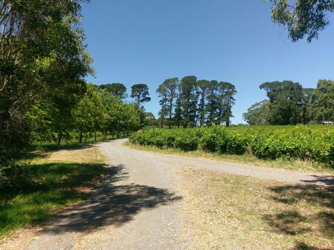 Lost In The Vines - Sunshine Coast Tourism 28