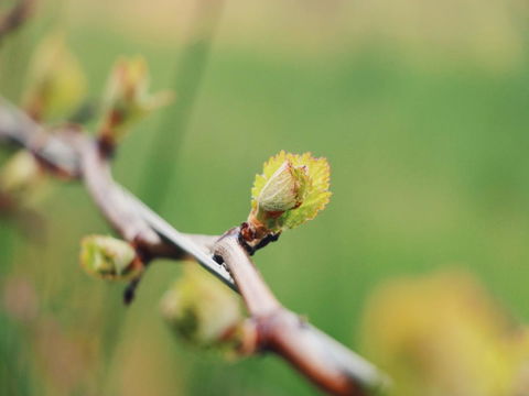 Lost In The Vines - Sunshine Coast Tourism 16