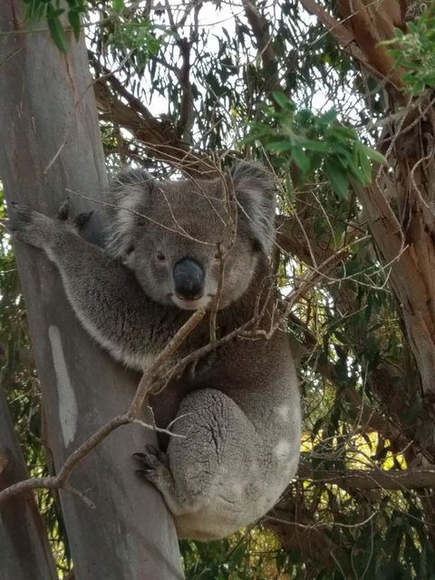 Lost In The Vines - Sunshine Coast Tourism 29