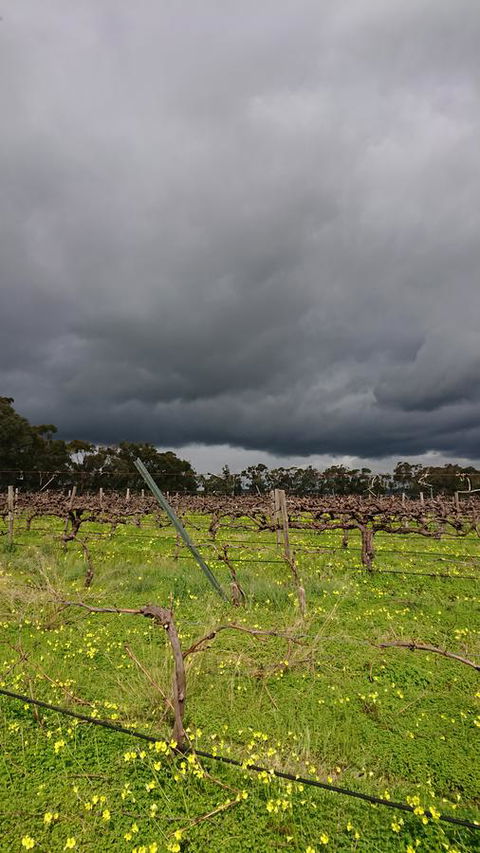 Lost In The Vines - Sunshine Coast Tourism 27