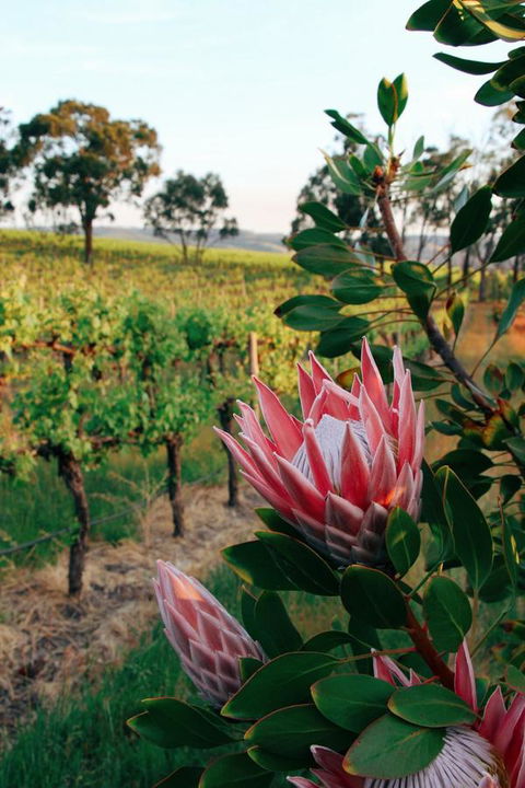 Lost In The Vines - Sunshine Coast Tourism 14